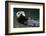 Otter Greeting-neelsky-Framed Photographic Print