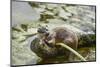 Otter (Lutra Lutra), Devon, England, United Kingdom, Europe-Janette Hill-Mounted Photographic Print