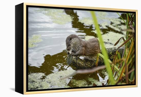 Otter, (Lutra Lutra), Devon, United Kingdom, Europe-Janette Hill-Framed Premier Image Canvas