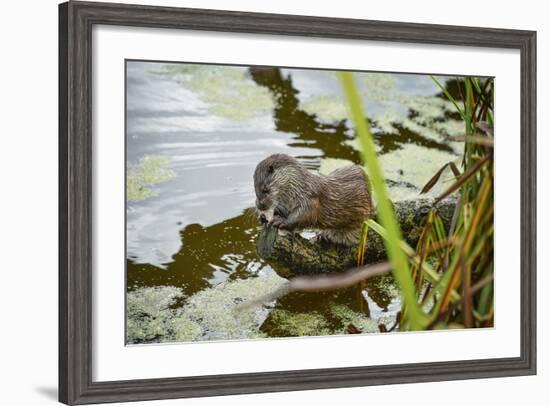 Otter, (Lutra Lutra), Devon, United Kingdom, Europe-Janette Hill-Framed Photographic Print