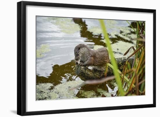 Otter, (Lutra Lutra), Devon, United Kingdom, Europe-Janette Hill-Framed Photographic Print