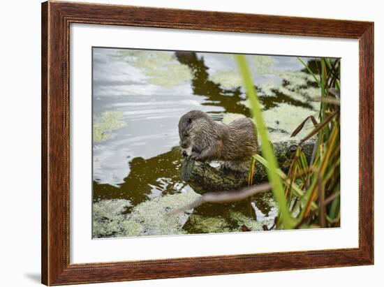 Otter, (Lutra Lutra), Devon, United Kingdom, Europe-Janette Hill-Framed Photographic Print