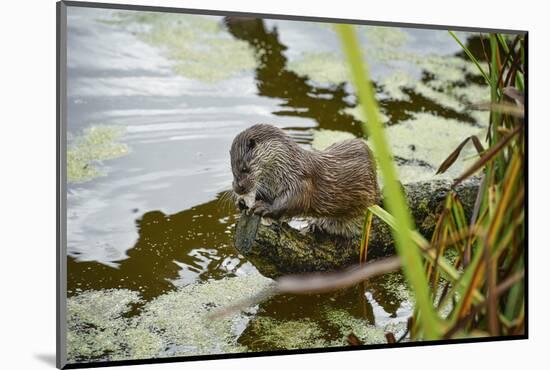 Otter, (Lutra Lutra), Devon, United Kingdom, Europe-Janette Hill-Mounted Photographic Print