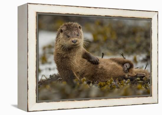 Otter (Lutra Lutra) Female Grooming In Seaweed, Mull, Scotland, England, UK, September-Paul Hobson-Framed Premier Image Canvas