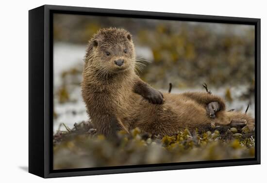 Otter (Lutra Lutra) Female Grooming In Seaweed, Mull, Scotland, England, UK, September-Paul Hobson-Framed Premier Image Canvas