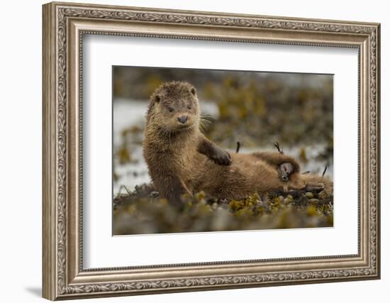 Otter (Lutra Lutra) Female Grooming In Seaweed, Mull, Scotland, England, UK, September-Paul Hobson-Framed Photographic Print