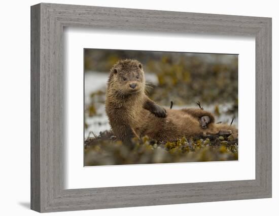 Otter (Lutra Lutra) Female Grooming In Seaweed, Mull, Scotland, England, UK, September-Paul Hobson-Framed Photographic Print