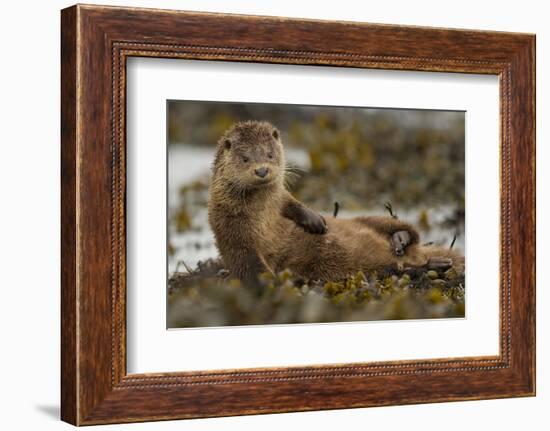 Otter (Lutra Lutra) Female Grooming In Seaweed, Mull, Scotland, England, UK, September-Paul Hobson-Framed Photographic Print