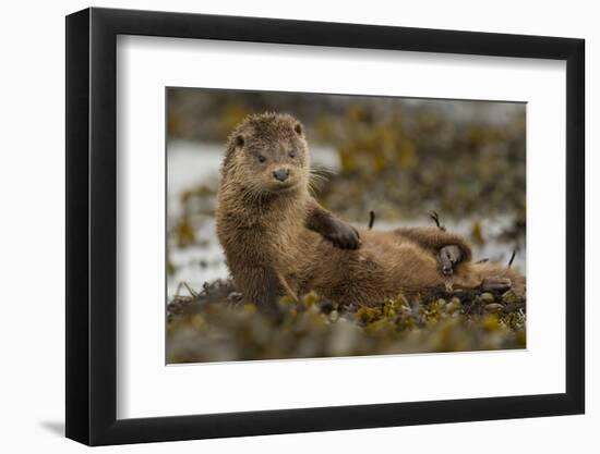 Otter (Lutra Lutra) Female Grooming In Seaweed, Mull, Scotland, England, UK, September-Paul Hobson-Framed Photographic Print