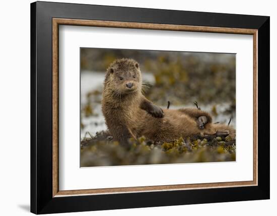 Otter (Lutra Lutra) Female Grooming In Seaweed, Mull, Scotland, England, UK, September-Paul Hobson-Framed Photographic Print