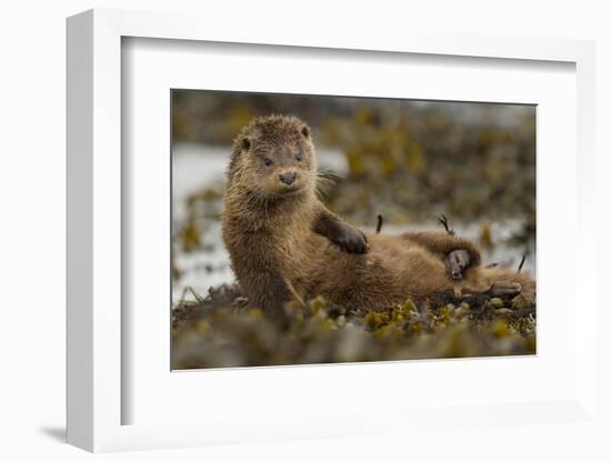 Otter (Lutra Lutra) Female Grooming In Seaweed, Mull, Scotland, England, UK, September-Paul Hobson-Framed Photographic Print