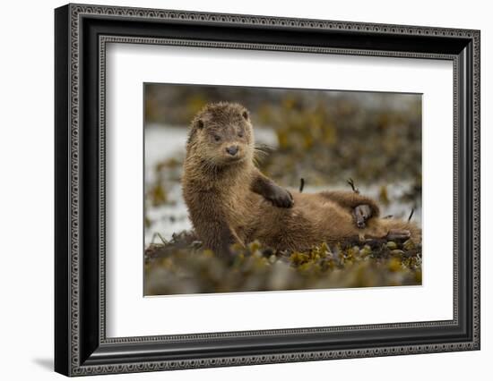 Otter (Lutra Lutra) Female Grooming In Seaweed, Mull, Scotland, England, UK, September-Paul Hobson-Framed Photographic Print