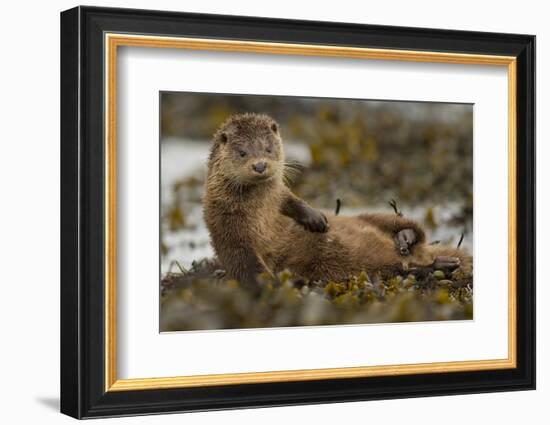 Otter (Lutra Lutra) Female Grooming In Seaweed, Mull, Scotland, England, UK, September-Paul Hobson-Framed Photographic Print