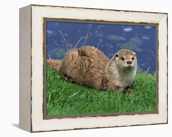 Otter (Lutra Lutra), Otter Trust North Pennine Reserve, Barnard Castle, County Durham, England-Ann & Steve Toon-Framed Premier Image Canvas