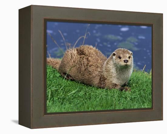 Otter (Lutra Lutra), Otter Trust North Pennine Reserve, Barnard Castle, County Durham, England-Ann & Steve Toon-Framed Premier Image Canvas