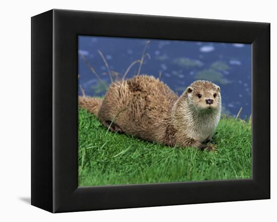 Otter (Lutra Lutra), Otter Trust North Pennine Reserve, Barnard Castle, County Durham, England-Ann & Steve Toon-Framed Premier Image Canvas