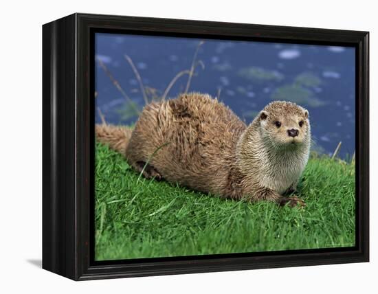 Otter (Lutra Lutra), Otter Trust North Pennine Reserve, Barnard Castle, County Durham, England-Ann & Steve Toon-Framed Premier Image Canvas