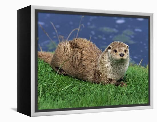 Otter (Lutra Lutra), Otter Trust North Pennine Reserve, Barnard Castle, County Durham, England-Ann & Steve Toon-Framed Premier Image Canvas