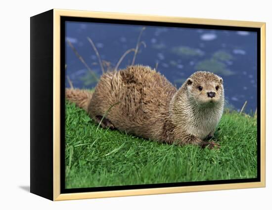 Otter (Lutra Lutra), Otter Trust North Pennine Reserve, Barnard Castle, County Durham, England-Ann & Steve Toon-Framed Premier Image Canvas