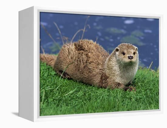 Otter (Lutra Lutra), Otter Trust North Pennine Reserve, Barnard Castle, County Durham, England-Ann & Steve Toon-Framed Premier Image Canvas