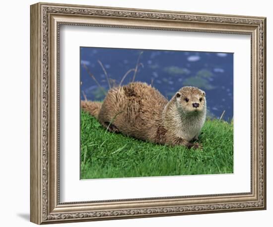 Otter (Lutra Lutra), Otter Trust North Pennine Reserve, Barnard Castle, County Durham, England-Ann & Steve Toon-Framed Photographic Print