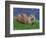 Otter (Lutra Lutra), Otter Trust North Pennine Reserve, Barnard Castle, County Durham, England-Ann & Steve Toon-Framed Photographic Print