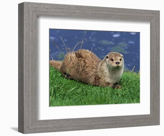 Otter (Lutra Lutra), Otter Trust North Pennine Reserve, Barnard Castle, County Durham, England-Ann & Steve Toon-Framed Photographic Print