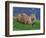 Otter (Lutra Lutra), Otter Trust North Pennine Reserve, Barnard Castle, County Durham, England-Ann & Steve Toon-Framed Photographic Print