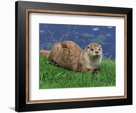 Otter (Lutra Lutra), Otter Trust North Pennine Reserve, Barnard Castle, County Durham, England-Ann & Steve Toon-Framed Photographic Print