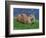 Otter (Lutra Lutra), Otter Trust North Pennine Reserve, Barnard Castle, County Durham, England-Ann & Steve Toon-Framed Photographic Print