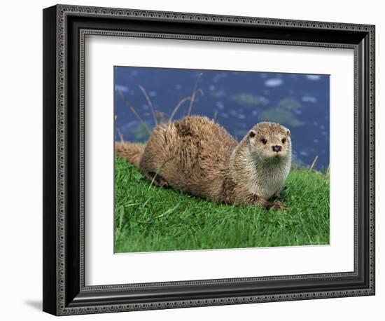 Otter (Lutra Lutra), Otter Trust North Pennine Reserve, Barnard Castle, County Durham, England-Ann & Steve Toon-Framed Photographic Print