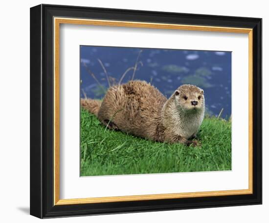 Otter (Lutra Lutra), Otter Trust North Pennine Reserve, Barnard Castle, County Durham, England-Ann & Steve Toon-Framed Photographic Print