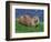 Otter (Lutra Lutra), Otter Trust North Pennine Reserve, Barnard Castle, County Durham, England-Ann & Steve Toon-Framed Photographic Print