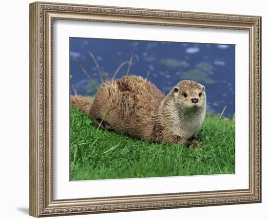 Otter (Lutra Lutra), Otter Trust North Pennine Reserve, Barnard Castle, County Durham, England-Ann & Steve Toon-Framed Photographic Print