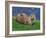 Otter (Lutra Lutra), Otter Trust North Pennine Reserve, Barnard Castle, County Durham, England-Ann & Steve Toon-Framed Photographic Print