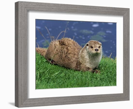 Otter (Lutra Lutra), Otter Trust North Pennine Reserve, Barnard Castle, County Durham, England-Ann & Steve Toon-Framed Photographic Print