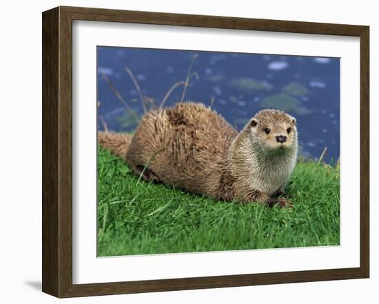 Otter (Lutra Lutra), Otter Trust North Pennine Reserve, Barnard Castle, County Durham, England-Ann & Steve Toon-Framed Photographic Print