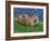 Otter (Lutra Lutra), Otter Trust North Pennine Reserve, Barnard Castle, County Durham, England-Ann & Steve Toon-Framed Photographic Print