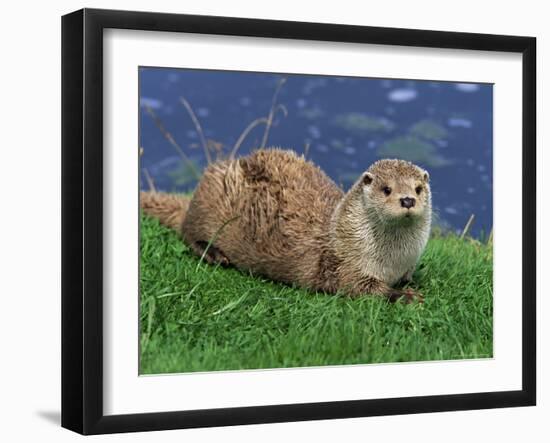 Otter (Lutra Lutra), Otter Trust North Pennine Reserve, Barnard Castle, County Durham, England-Ann & Steve Toon-Framed Photographic Print