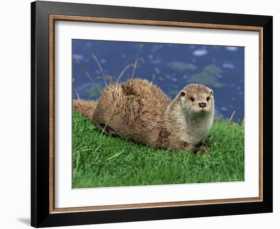 Otter (Lutra Lutra), Otter Trust North Pennine Reserve, Barnard Castle, County Durham, England-Ann & Steve Toon-Framed Photographic Print