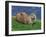 Otter (Lutra Lutra), Otter Trust North Pennine Reserve, Barnard Castle, County Durham, England-Ann & Steve Toon-Framed Photographic Print