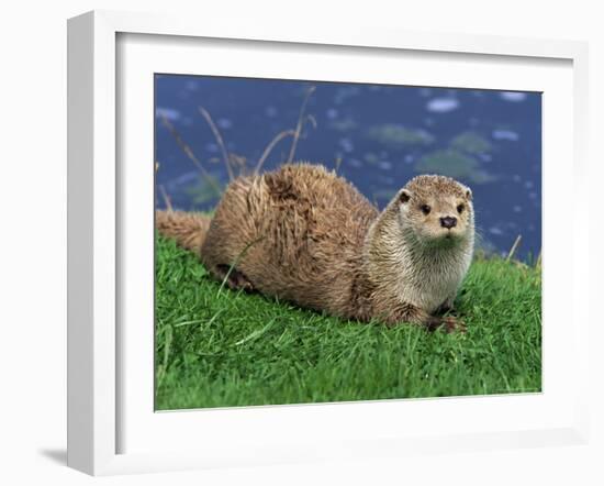 Otter (Lutra Lutra), Otter Trust North Pennine Reserve, Barnard Castle, County Durham, England-Ann & Steve Toon-Framed Photographic Print