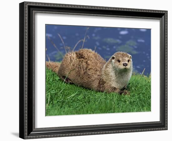 Otter (Lutra Lutra), Otter Trust North Pennine Reserve, Barnard Castle, County Durham, England-Ann & Steve Toon-Framed Photographic Print