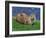 Otter (Lutra Lutra), Otter Trust North Pennine Reserve, Barnard Castle, County Durham, England-Ann & Steve Toon-Framed Photographic Print