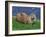 Otter (Lutra Lutra), Otter Trust North Pennine Reserve, Barnard Castle, County Durham, England-Ann & Steve Toon-Framed Photographic Print