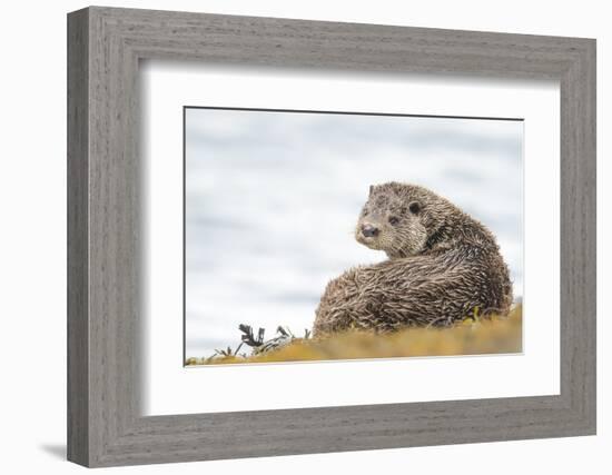 Otter (Lutrinae), West Coast of Scotland, United Kingdom, Europe-David Gibbon-Framed Photographic Print