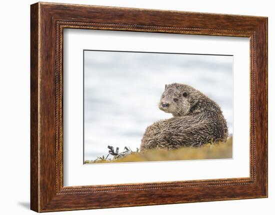 Otter (Lutrinae), West Coast of Scotland, United Kingdom, Europe-David Gibbon-Framed Photographic Print