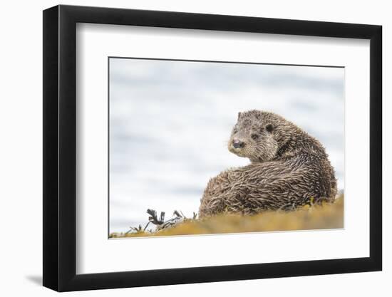 Otter (Lutrinae), West Coast of Scotland, United Kingdom, Europe-David Gibbon-Framed Photographic Print