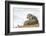 Otter (Lutrinae), West Coast of Scotland, United Kingdom, Europe-David Gibbon-Framed Photographic Print