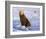 Otter Sketch-Chris Vest-Framed Art Print